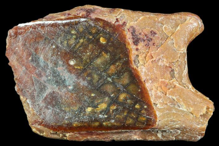 Cretaceous Gar Fish Scale - Kem Kem Beds #81242